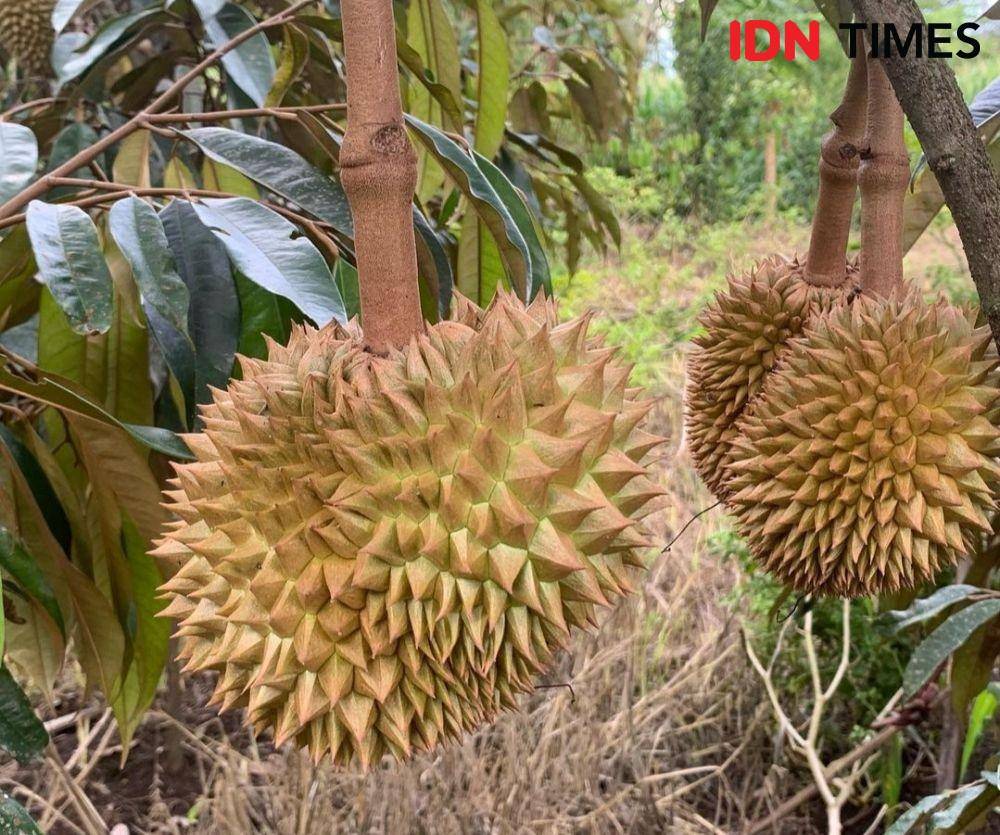 ilustrasi durian (IDN Times / Yudi Rohmansyah)