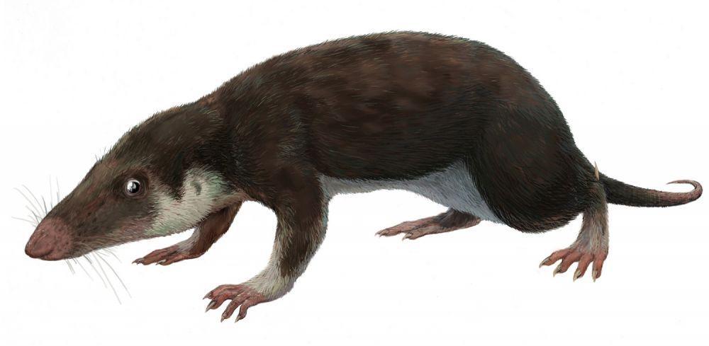Mamalia di masa dinosaurus. (wikimedia.org)