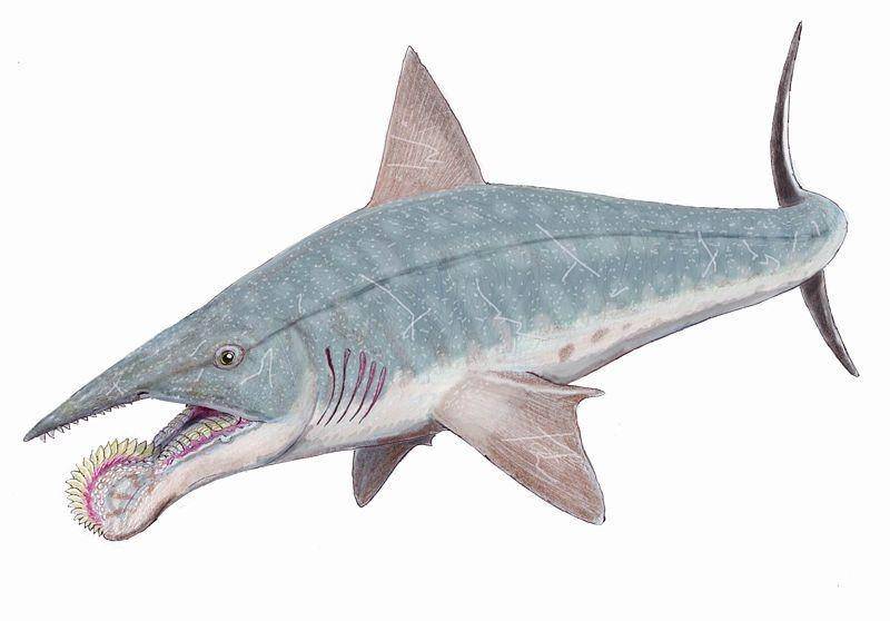 Helicoprion (wikia.nocookie.net)