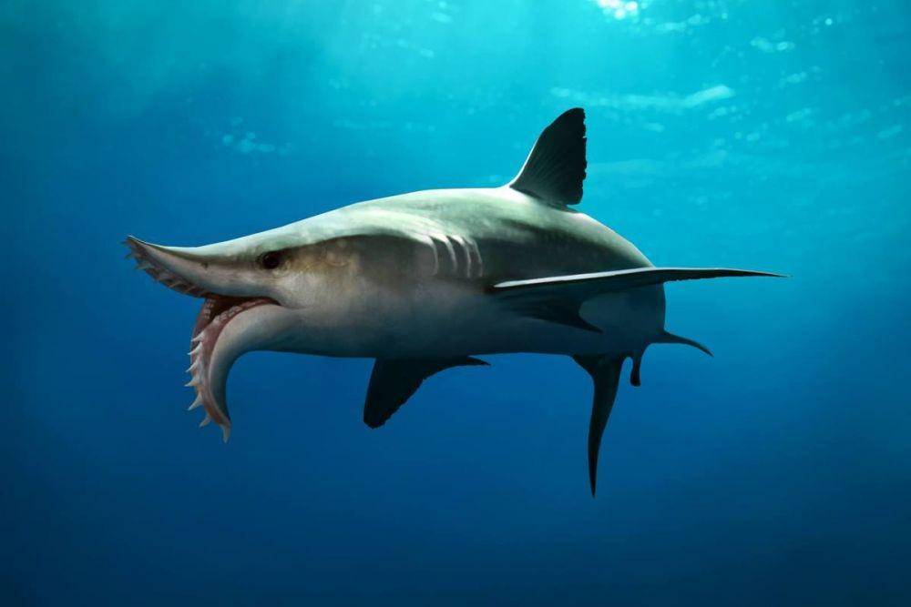 Stethacanthus (eartharchives.org)