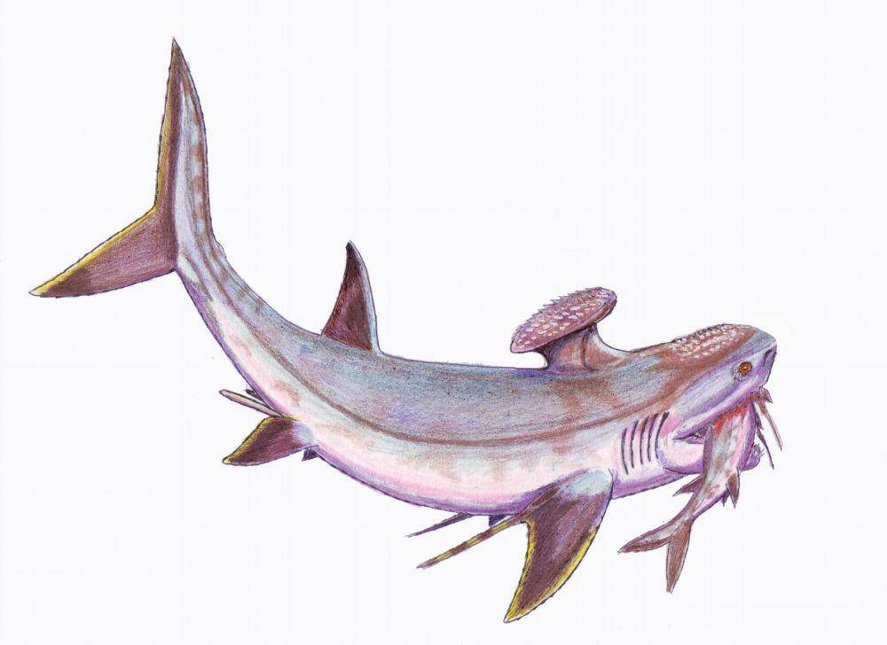 Stethacanthus (wikimedia.org)