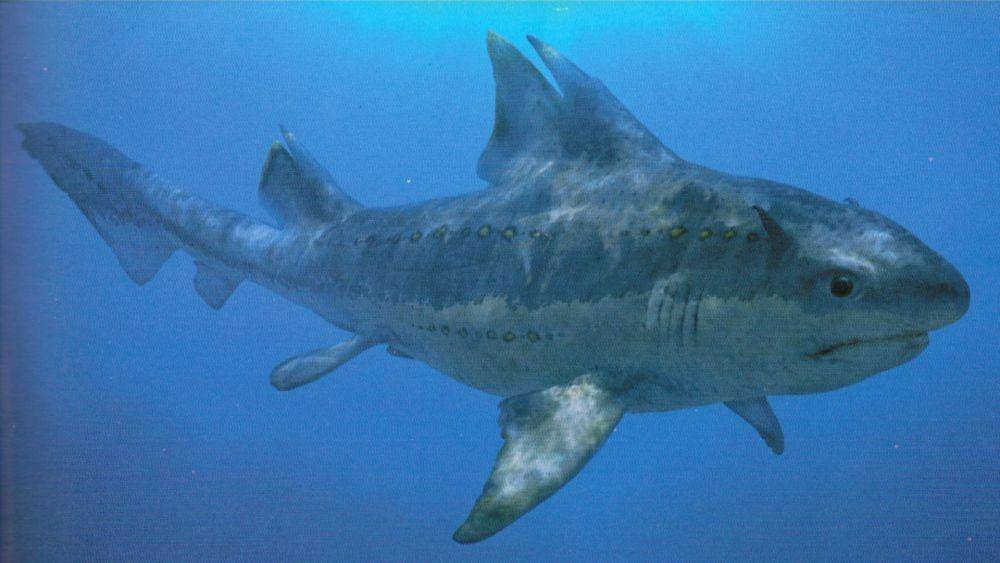 Hybodus (wikia.nocookie.net)