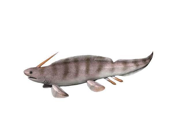 Xenacanthus (wikimedia.org)