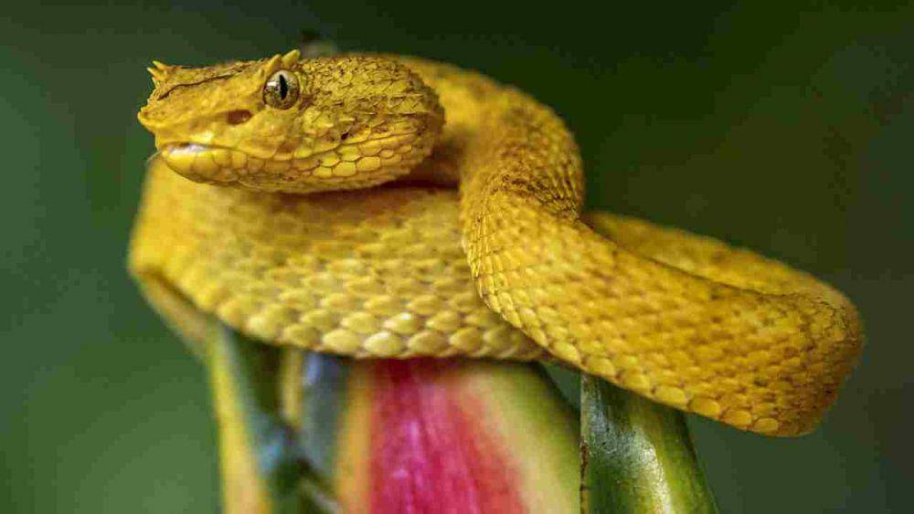 Jenis ular viper paling berbisa. (oversixty.com.au)