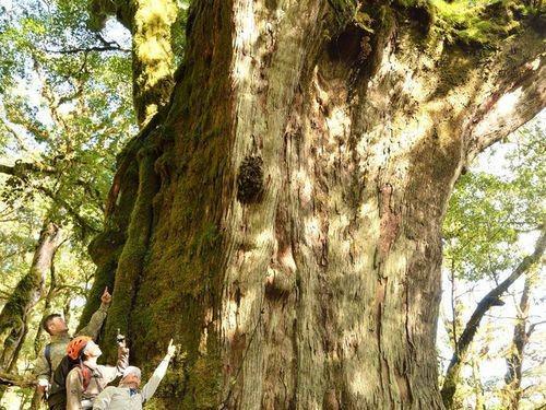 3 Pohon Tertinggi di Taiwan, Ada yang 'Menyentuh Bulan'!
