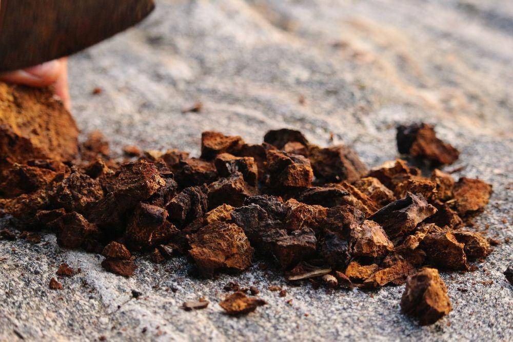 jamur chaga (pixabay.com/marmaladelane)