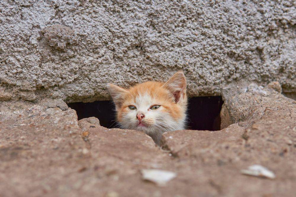 ilustrasi kucing kotor (pexels.com/Aleksandr Nadyojin)