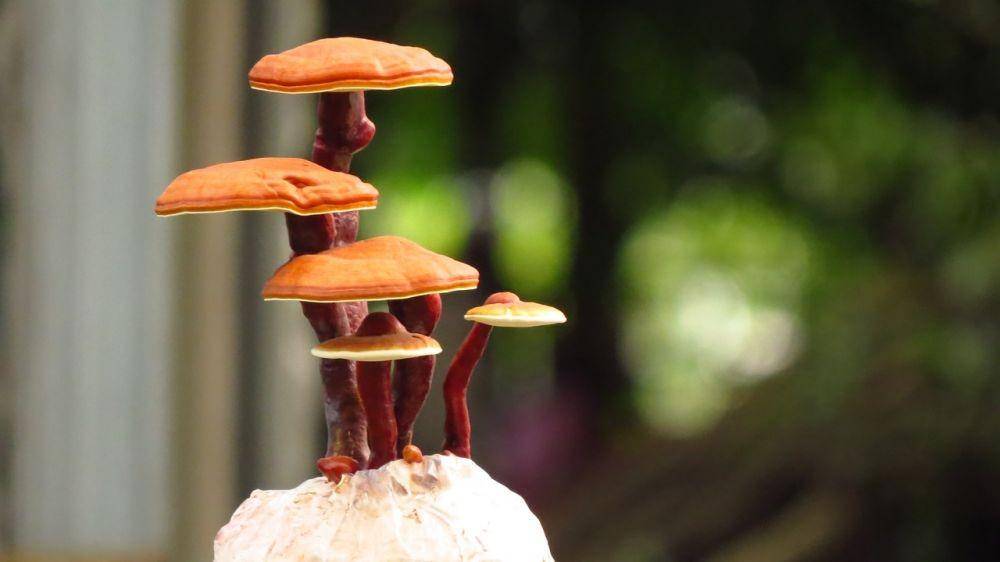 ilustrasi jamur reishi (pixabay.com/thanhlocpham)