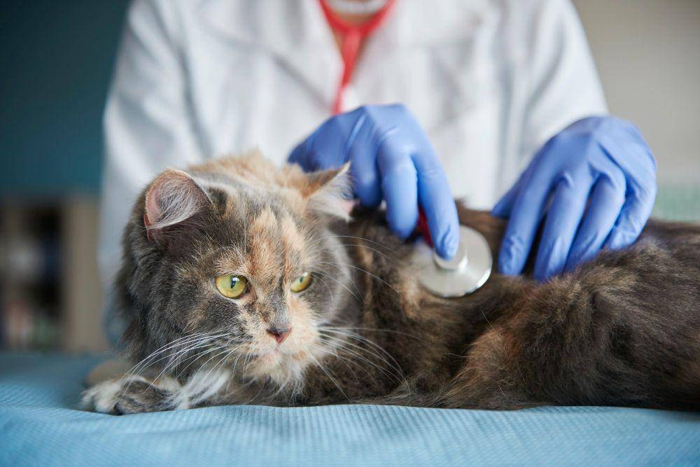 ilustrasi kucing di dokter hewan (freepik.com/gpointstudio)