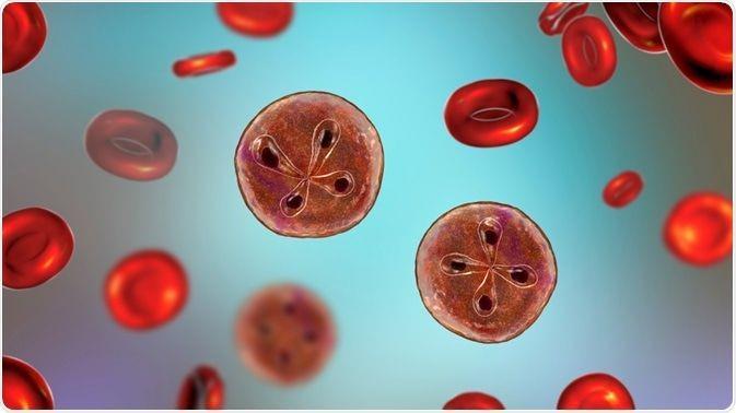 Babesiosis: Penyebab, Gejala, Pengobatan, dan Pencegahan