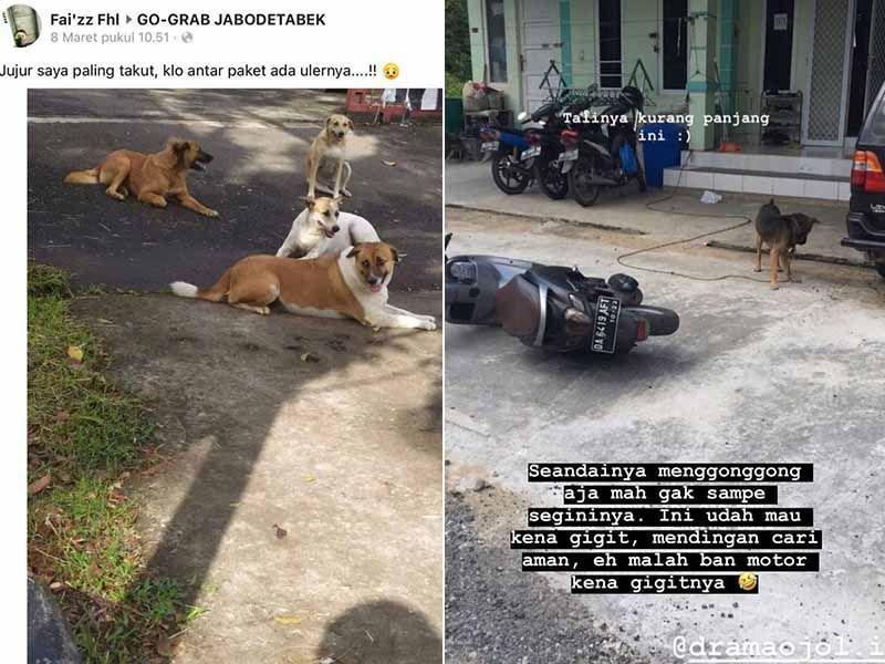10 Momen Abang Ojol Takut Anjing, Mending Kabur!