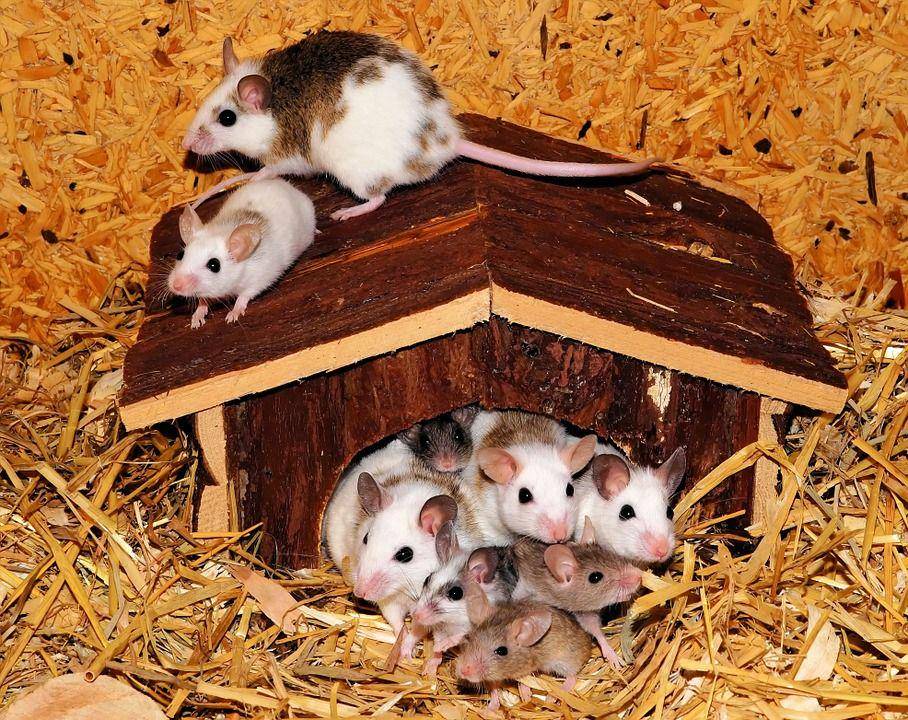 Ilustrasi tikus (pixabay.com/Kapa65)