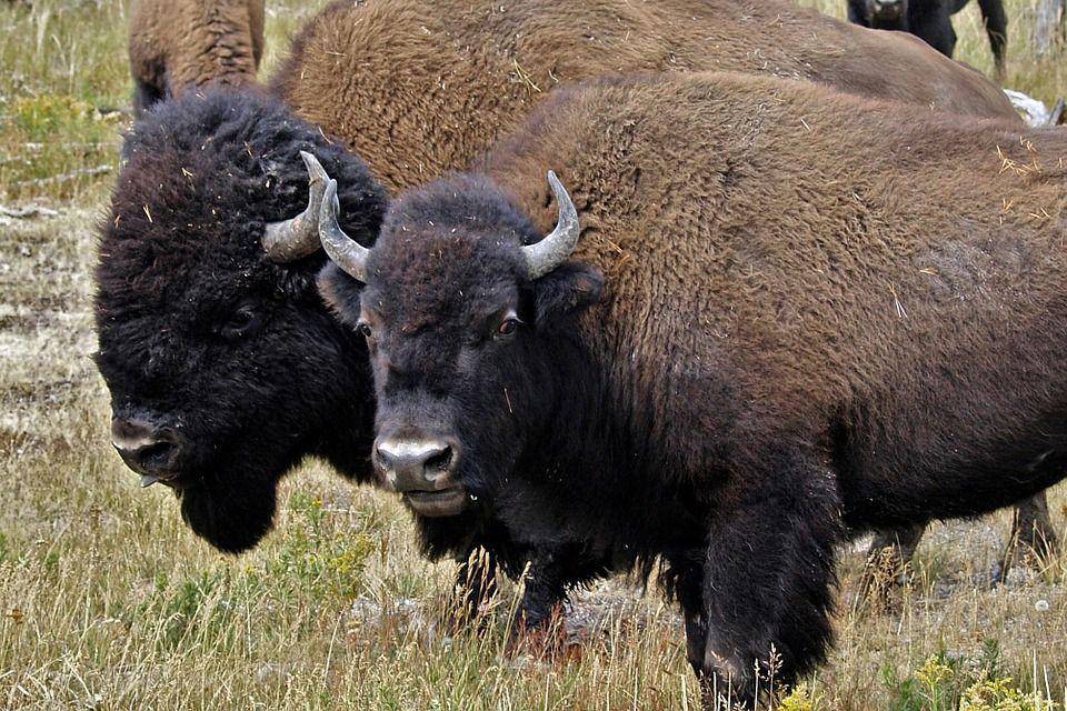 Ilustrasi bison (pixabay.com/ArtTower)
