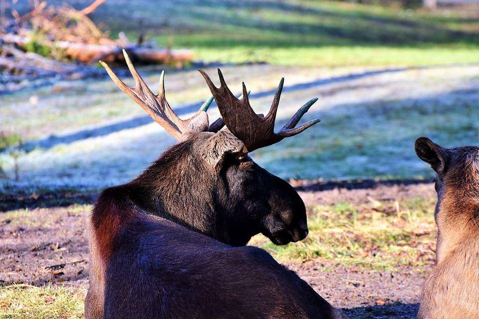 Ilustrasi rusa besar (pixabay.com/Capri23auto)