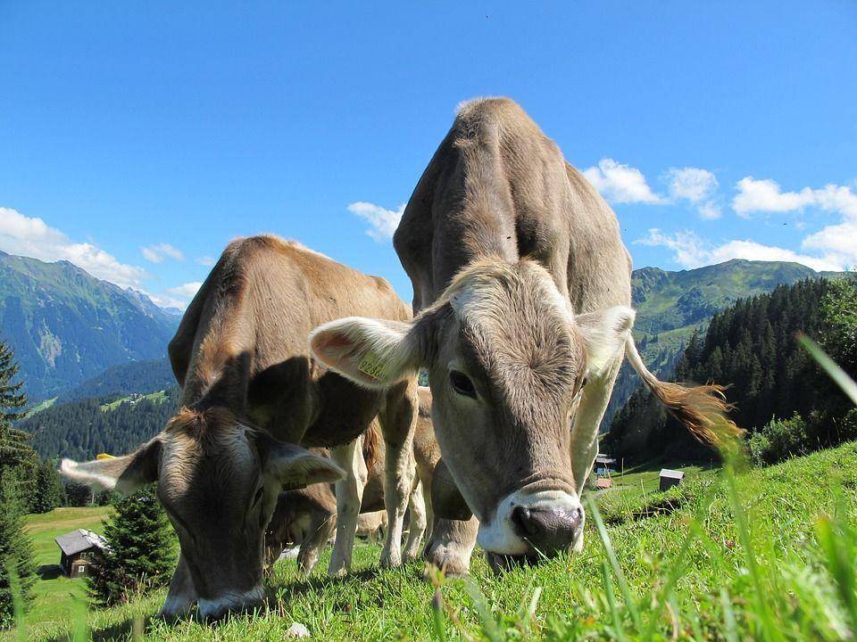 Ilustrasi sapi (pixabay.com/Pixel-Sepp)