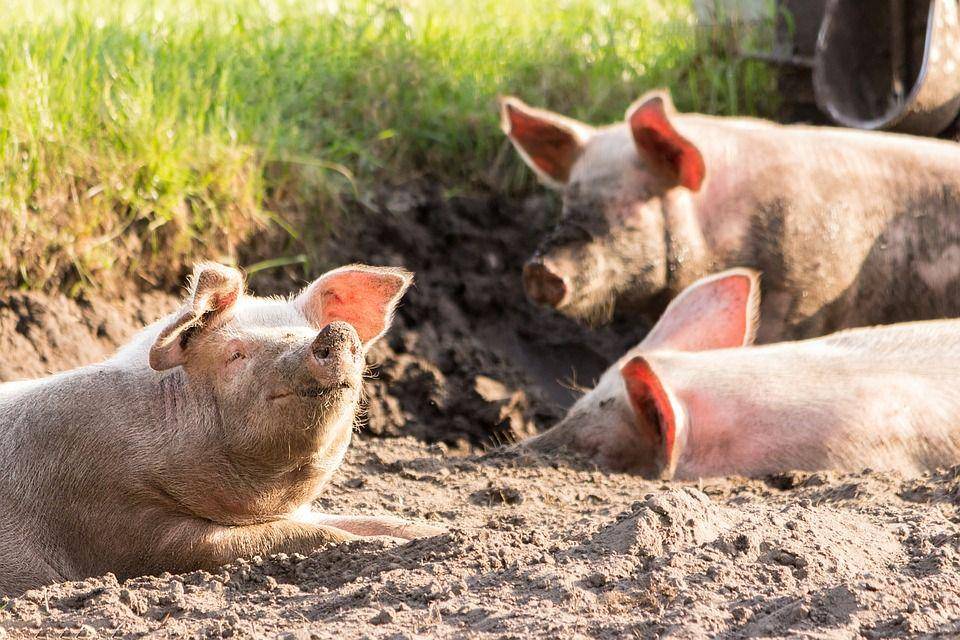 Ilustrasi babi (pixabay.com/Lichtsammler)