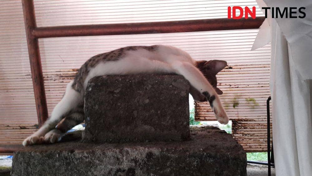 kucing (IDNTimes/Wira Sanjiwani)