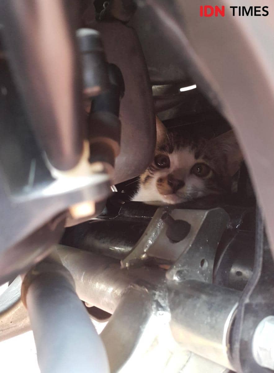 Kucing (IDNTimes/Wira Sanjiwani)