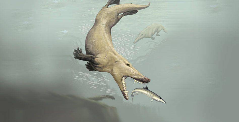 Ambulocetus Natans, leluhur paus yang panjangnya 10 kaki atau 3 meter (nyit.edu)