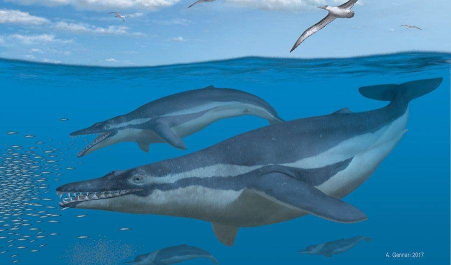 Coronodon, genus mysticetes bergigi yang merupakan nenek moyang paus balin. (drneurosaurus.com)