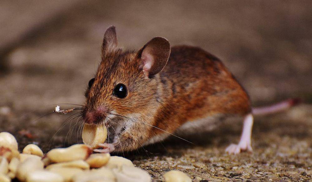 Ilustrasi tikus (pexels.com/pixabay)