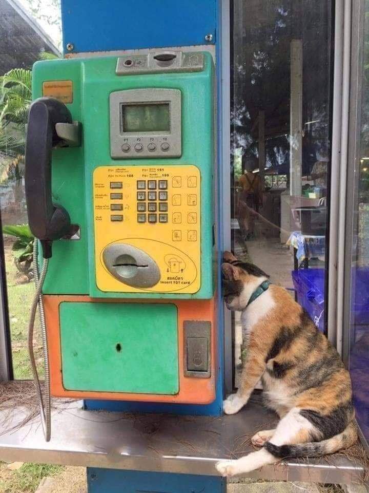 twitter.com/ulat_bulu_bulu