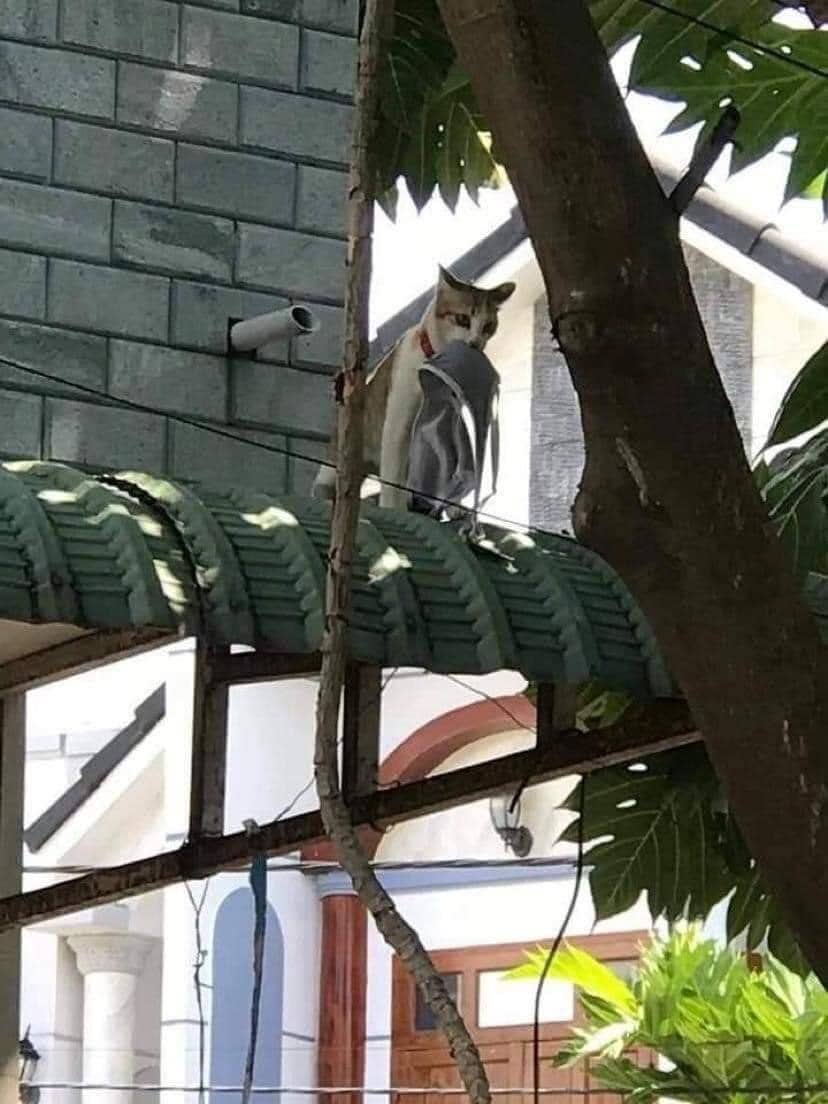 twitter.com/KucingBertweet