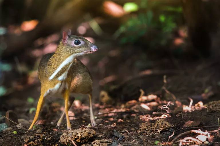 Chevrotain air adalah kerabat Indohyus, nenek moyang paus (treehugger.com)