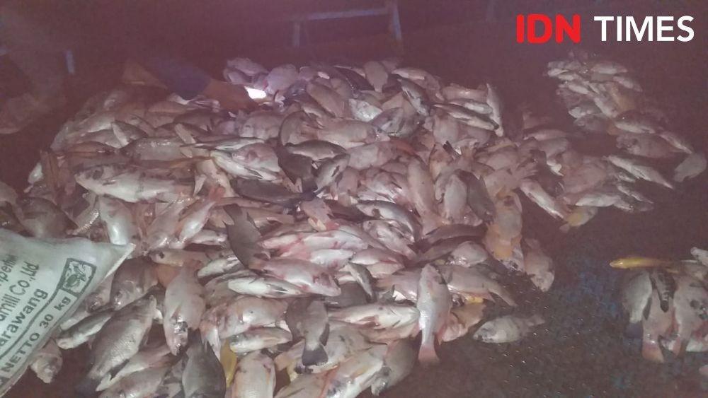 Begini 5 Tahap Budi Daya Ikan Nila Biar Cuan