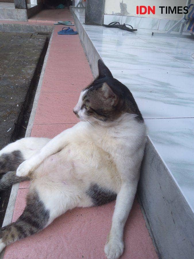 Kucing. (IDNTimes/Wira Sanjiwani)