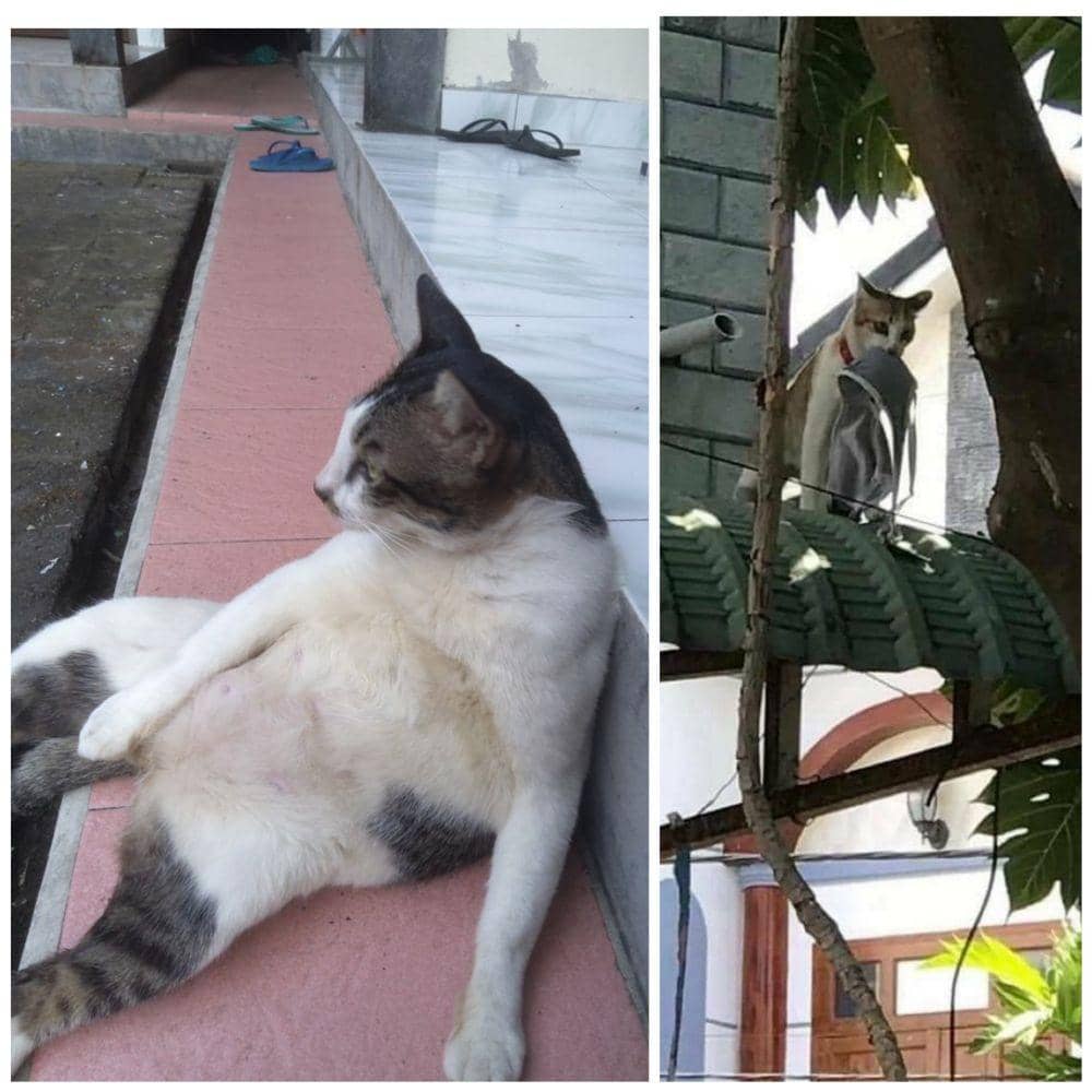 8 Potret Gaya Kucing yang Unik dan Aneh, Makin Gemes Deh Jadinya