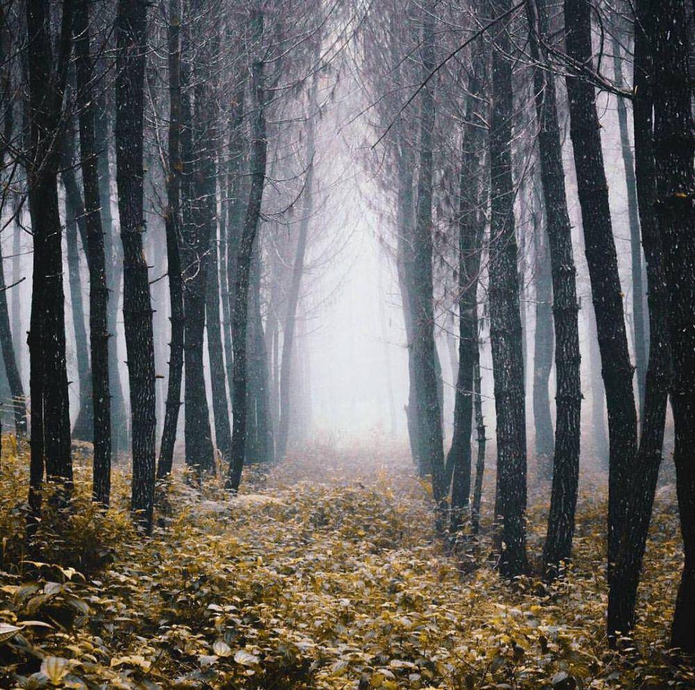 Hutan cikole (instagram.com/explorebandung)