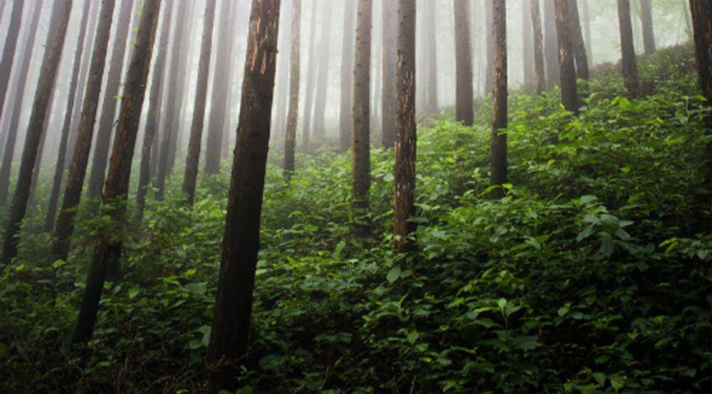 Pemandangan hutan alam bebas (un.org)
