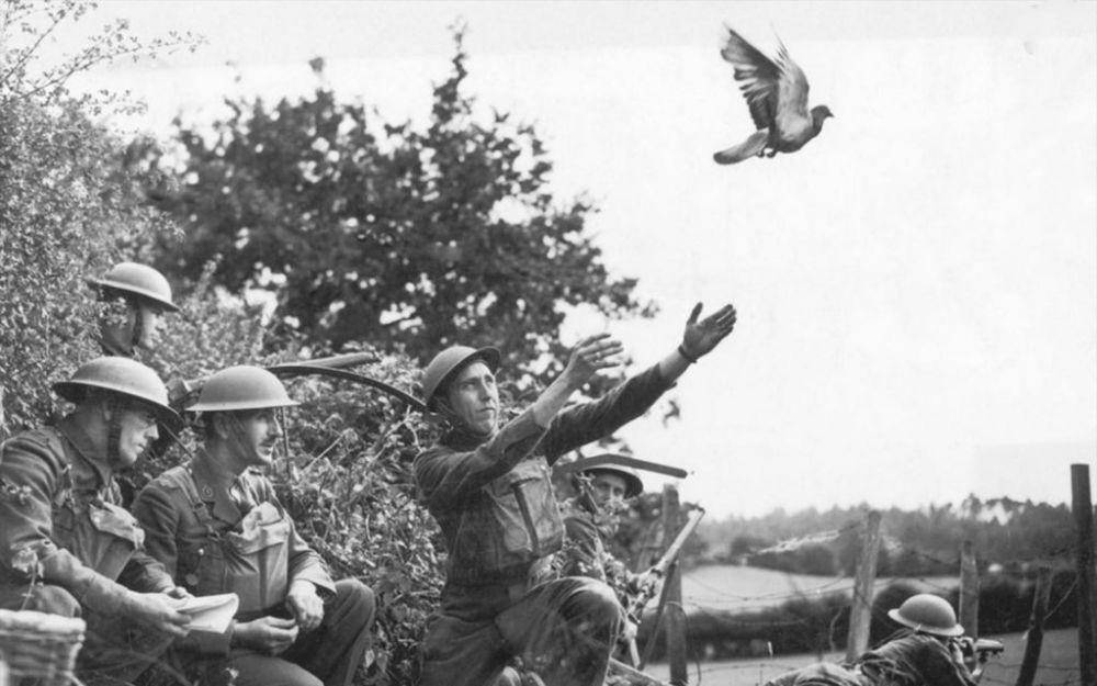 Di kaki burung merpati, terdapat pesan penting yang harus tersampaikan. (bbc.co.uk)