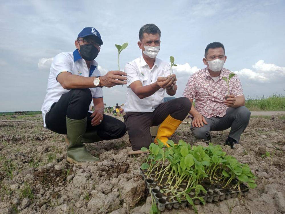 Direktur PTPN2 Irwan Perangin-Angin (kiri) didampingi SEVP OP Bapak RM Mulianta Sitepu, SEVP BS Bapak Syahriadi Siregar menanam Tembakau Deli, Rabu (19/5/2021) (Dok. IDN Times)