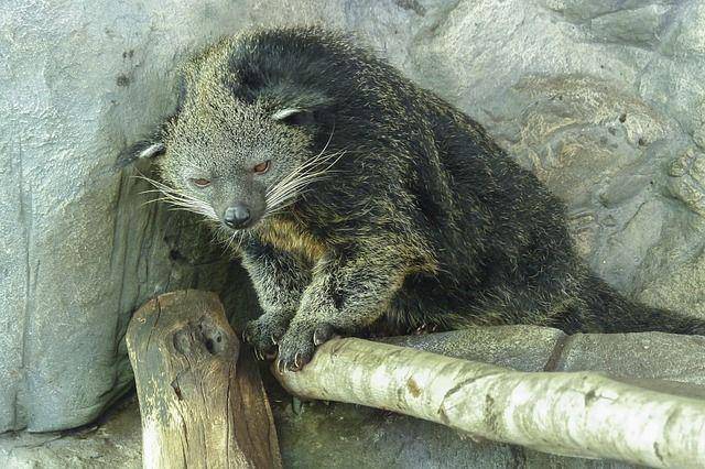 binturong (pixabay.com/ArtTower)