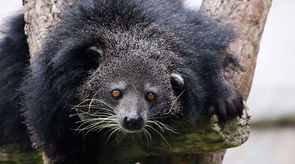 binturong (wired.com)