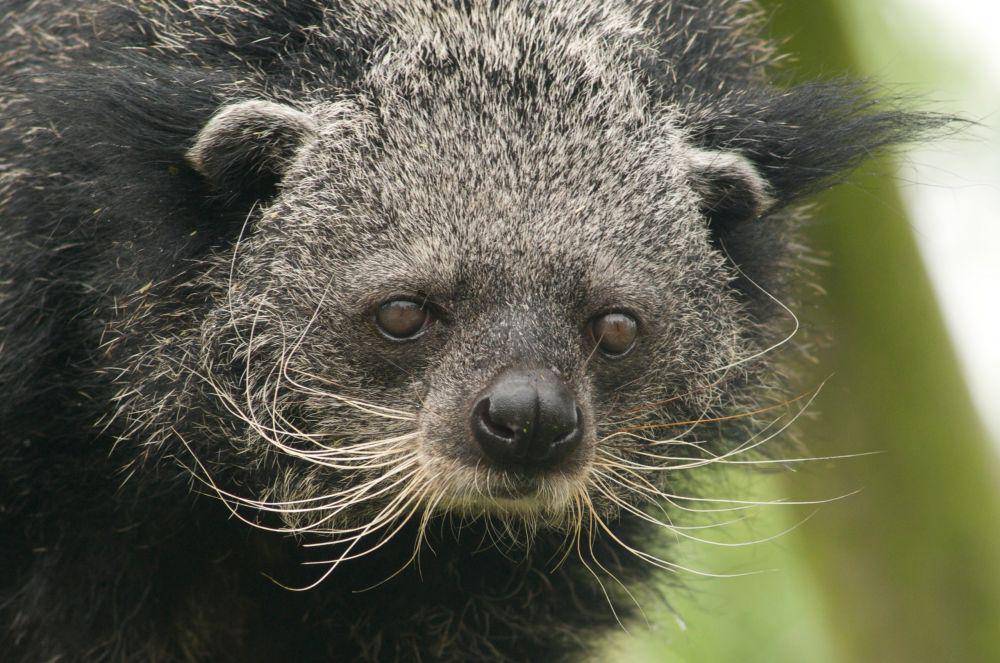 binturong (wired.com)