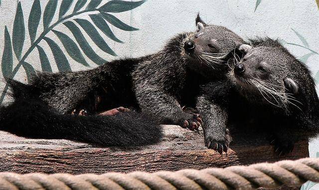 binturong (pixabay.com/Kevinsphotos)