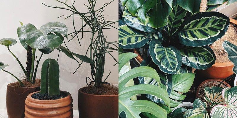 9 Koleksi Tanaman Hias Herfiza Novianti yang Cocok buat Taman Mini