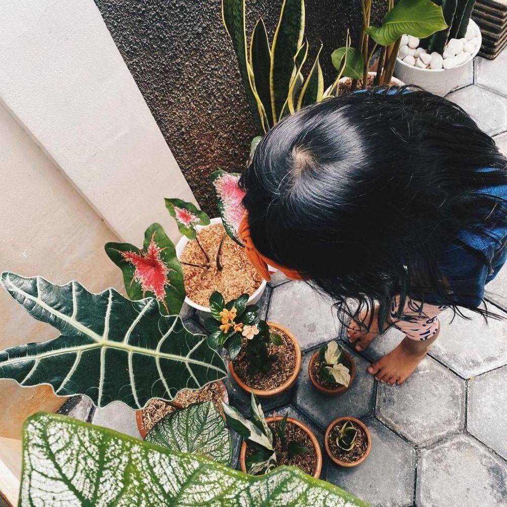 Tanaman Herfiza Novianti (instagram.com/herfiza)