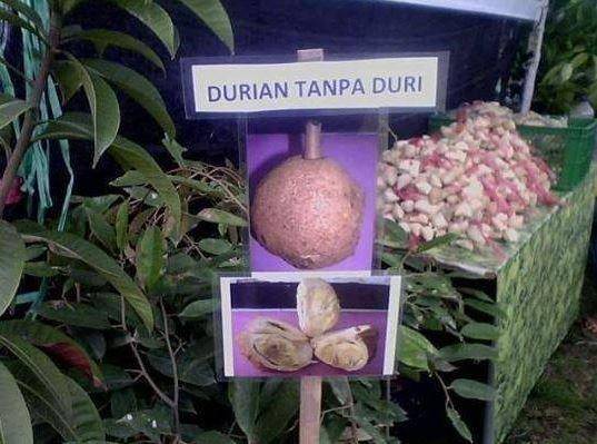kelakuan tukang buah (instagram.com/humorsantuy)