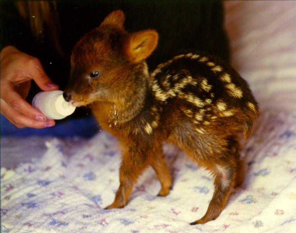 Bayi Pudu puda (Wikimedia/Rodriguez Fernandez)