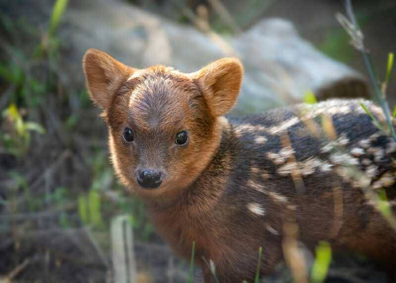Pudu muda (zooborns.com/Jamir Pham/GLAZA)