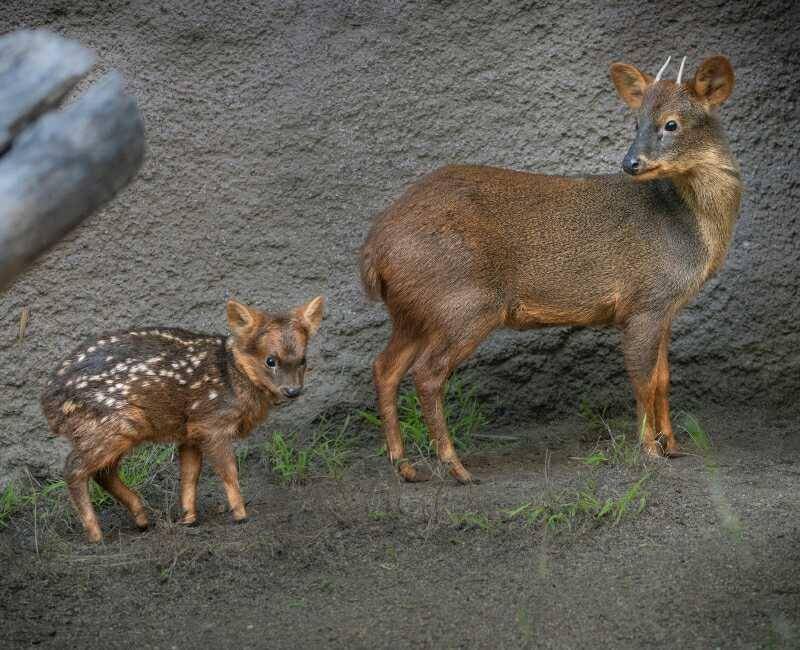 Induk Pudu dan anaknya (zooborns.com/Jamir Pham/GLAZA)