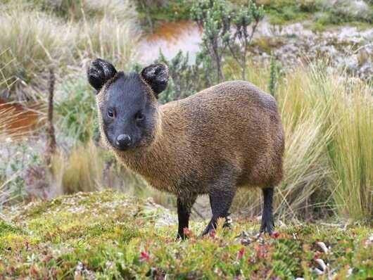 Pudu mephistolephis (Wikimedia/Flickr.com/Eider J. Chaves)