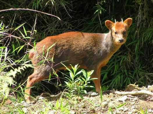 Pudu puda betina (Wikimedia/Jaime E. Jimenez)