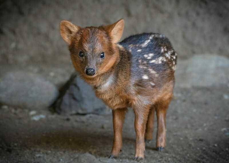 Pudu muda (zooborns.com/Jamir Pham/GLAZA)