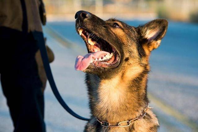 Penciuman anjing (in.news.yahoo.com)