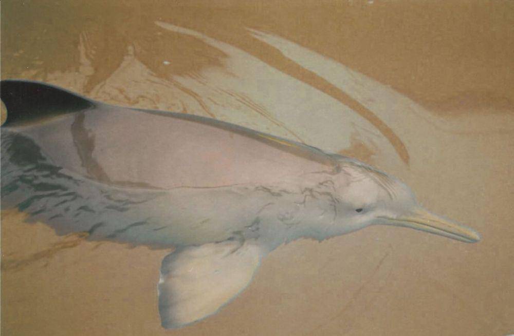Lumba-lumba sungai la plata (whales.org)